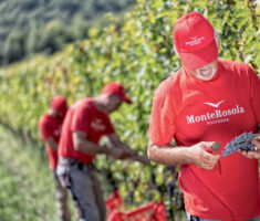 Monterosola 10