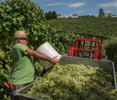 La Tordera_ Hand Harvest (2)